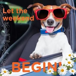 Meet your Posher, Dina